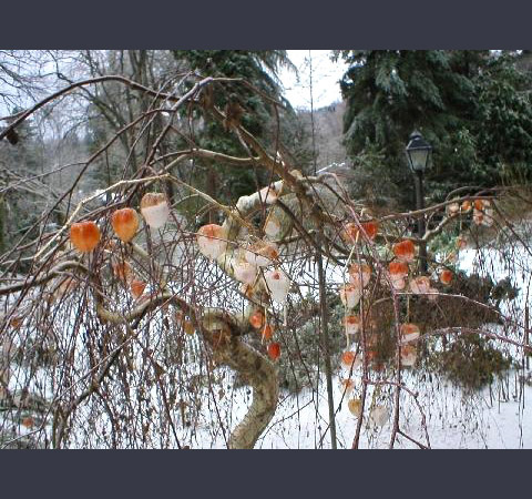 Chinese Lantern Plant
Draped Over Weeping Birch